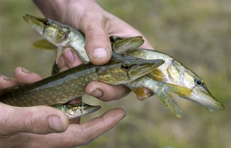 de slimheid van een vis nrc