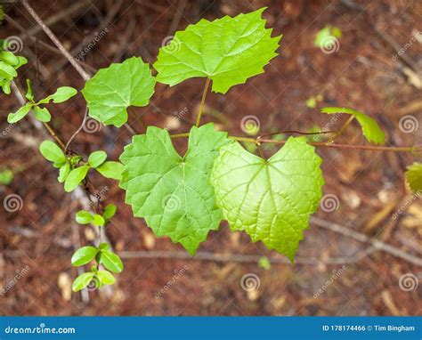 Wild Muscadine Grape Vine in the Forest Stock Photo - Image of green ...