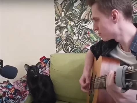 На відео потрапив чорний котик, який співає блюз під гітару