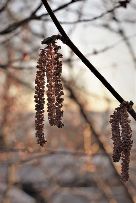 Hazel Seeds Dried - Free photo on Pixabay - Pixabay