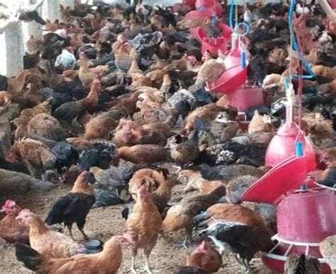 Multi Color Poultry Farming - Best Chicken Breeds For Eggs & Meat ...