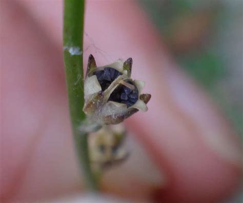 sighting nuttallanthus canadensis    plantshare