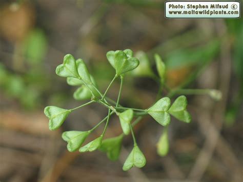 Capsella rubella (Red Shepherd's Purse) : MaltaWildPlants.com - the ...