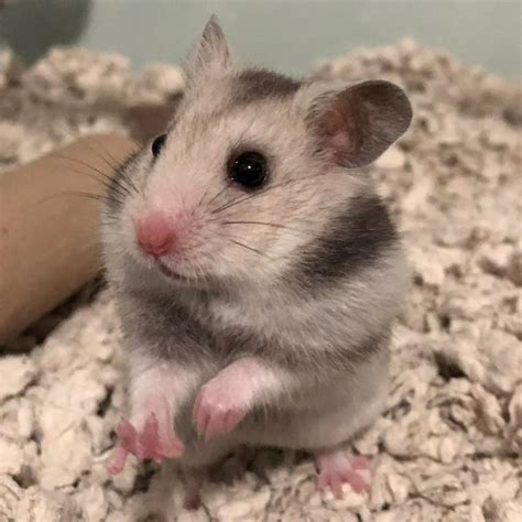 asked    find   bred hamster