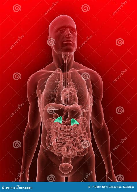 highlighted adrenal glands stock illustration cartoondealercom