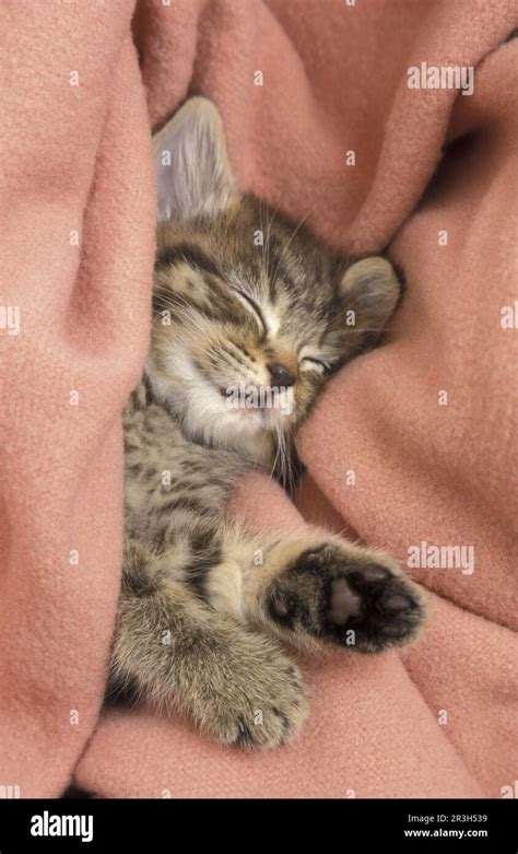 Domestic Cat, Kitten, Blanket, Sheet Stock Photo - Alamy
