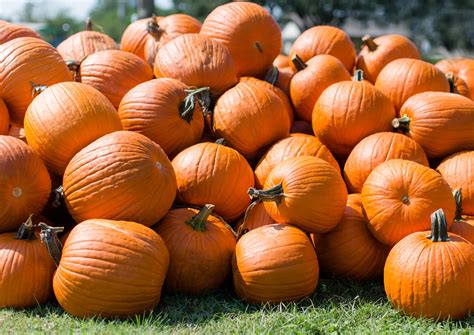 christmas tree farm elgin