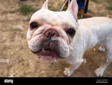 dog breed  res stock photography  images alamy