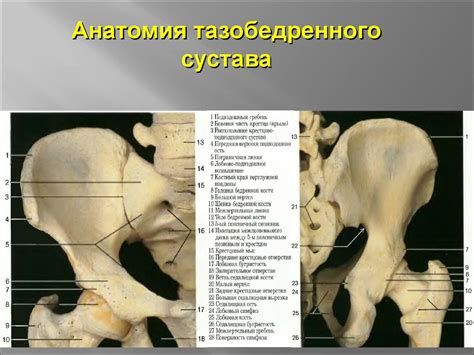 Рентгенологическое исследование тазобедренных суставов - презентация онлайн