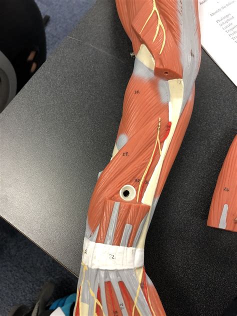 deep forearm diagram quizlet