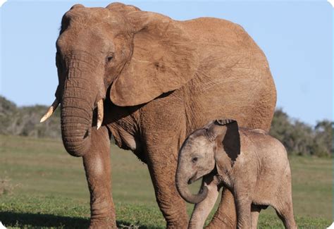 Elephant Image For Kids