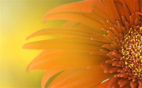 HDmax - Kwiaty HD » Tapety Kwiaty HD