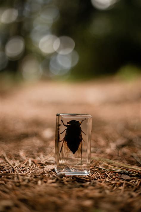 Black Cicada Specimen | Our Earth Life | Nature Supplies for Children