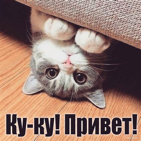 Ку-ку картинки смешные и прикольные
