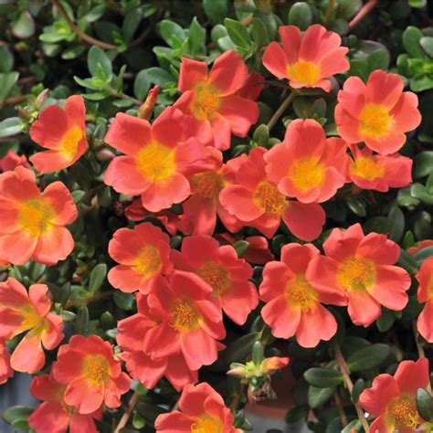 portulaca oleracea cupcake carrot lucas greenhouses