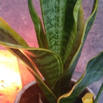Loranz (@Loranz13) | Twitter
