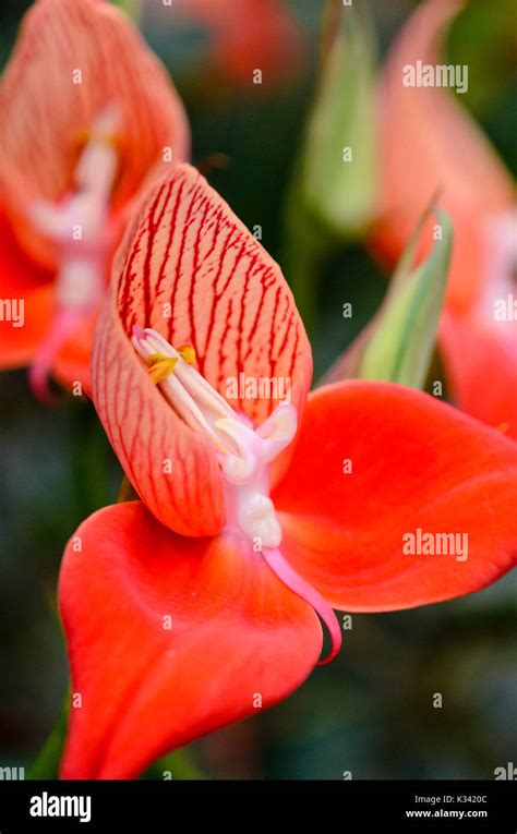Disa uniflora Stock Photo - Alamy