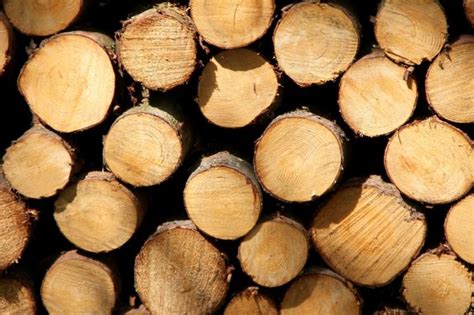 Плотность дерева: таблица и методы определения для сосны, березы, ели ...