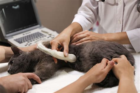 The Essential Role of Ultrasound in Small Animal Medicine - Choice ...