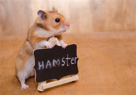 O Que Significa Hamster - Tudo o que você precisa saber sobre Hamsters: Características, cuidados ...
