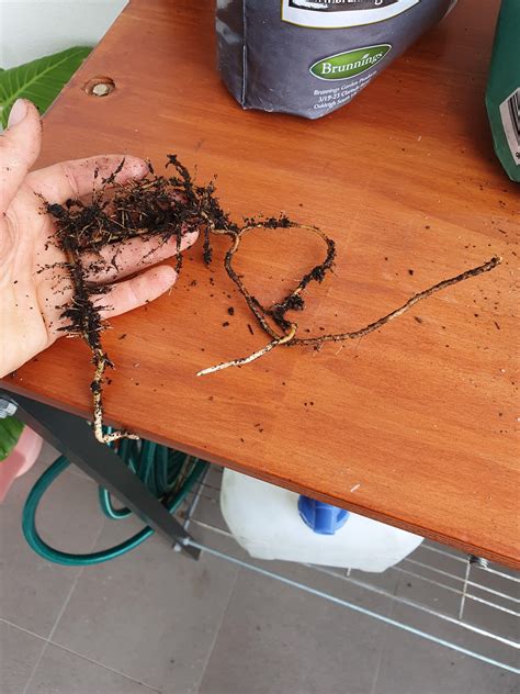 TIFU by repotting my syngonium wendlandii and breaking off the majority ...