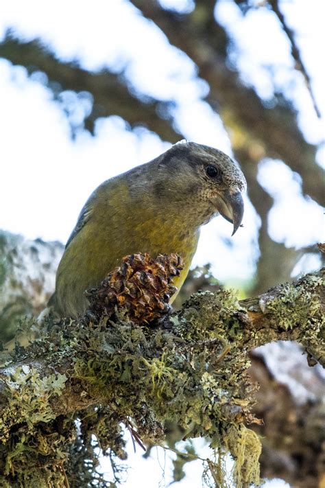 Female red crossbill (Loxia curvirostra) feeding... | Staudnhuckn