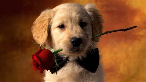 Puppy And Flowers Wallpapers - Wallpaper Cave
