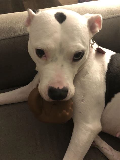 Puppy pitbulls with blue eyes are becoming the most wanted pet 5