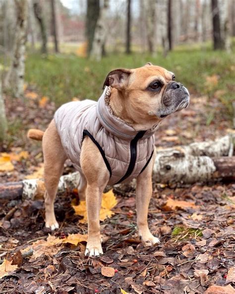 French Bulldog Mixes: 38 Adorable Frenchie Crossbreeds!