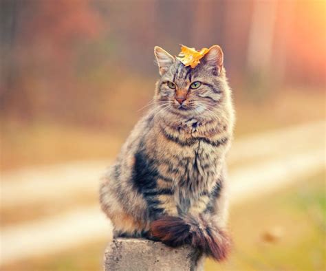 Siberian Cat: Hypoallergenic Coat and Leaf Balancing