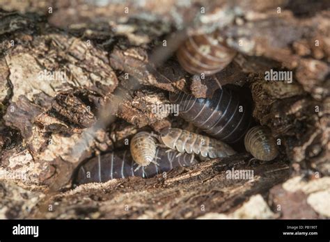 Woodlice hi-res stock photography and images - Alamy