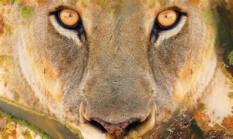 The Last Wild - Where to Watch and Stream Online – Entertainment.ie
