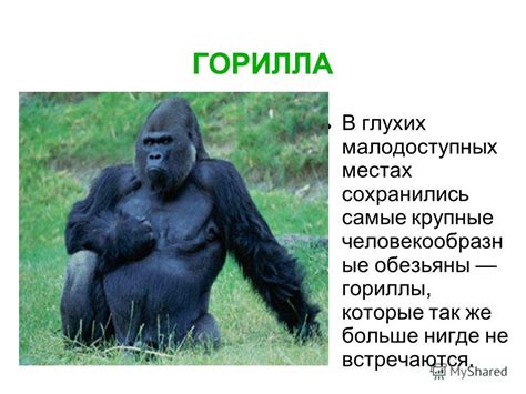 Презентация на тему: "Влажных экваториаль- ных лесов Животный мир ...