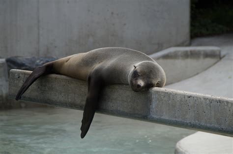 Free Images : animal, zoo, relax, fauna, nap, lazy, art, sleep ...
