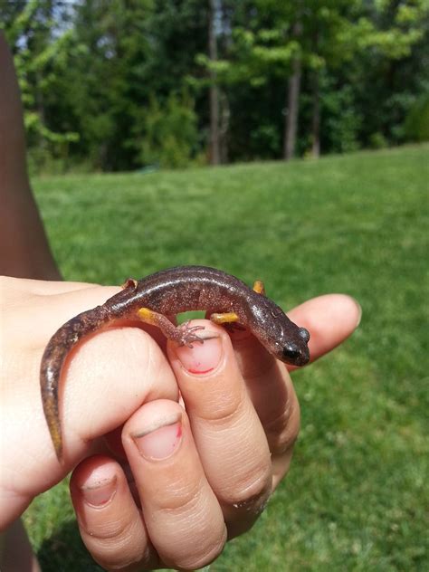 World's most adorable salamand photo by mcclintick02 on Garden Showcase