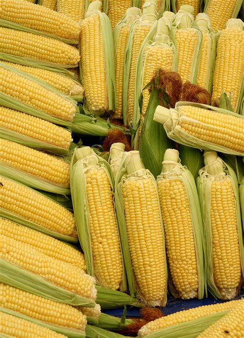 Can Dogs Eat Sweet Corn
