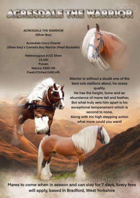 stallions  stud dragon driving