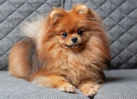 Pomeranian Dog Breed Health and Care | PetMD