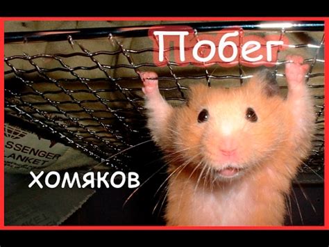 Сказка: побег хомяков (часть 1) - YouTube