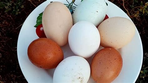 Как влияет качество корма на размер яйца. Куры мясо-яичного направления ...