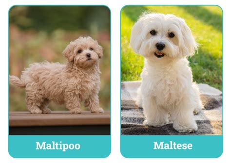 Maltipoo vs. Maltese: What’s the Difference? (With Pictures) – Dogster