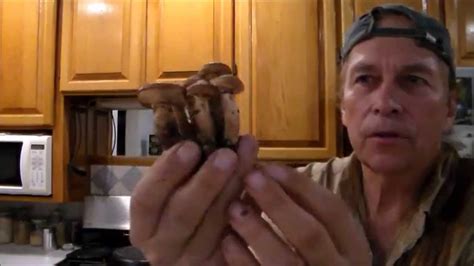 Papinka Mushroom The Honey Mushroom - YouTube