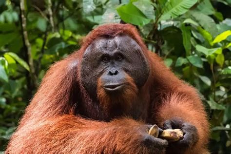 Tapanuli Orangutan - Leo Zoo