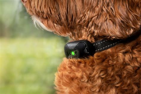 E-Collar Training: Positives, Negatives & Safety Tips for Use