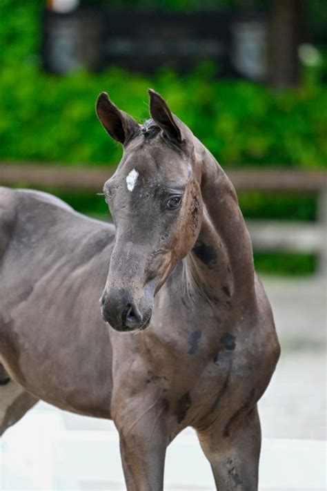 Call me lover dw z (chacco blue x harley vdl) | Flanders Foal Auction