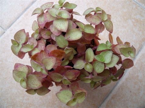 Традесканция (Tradescantia) - Цветочный форум