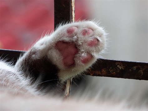 Do Cat Paw Pads Change Color? Here's What You Need to Know | PangoVet