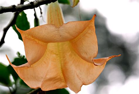 Trumpet Flower Flora - Free photo on Pixabay