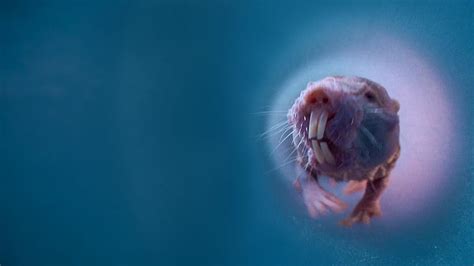 naked mole rat natures weirdest superhero prime video