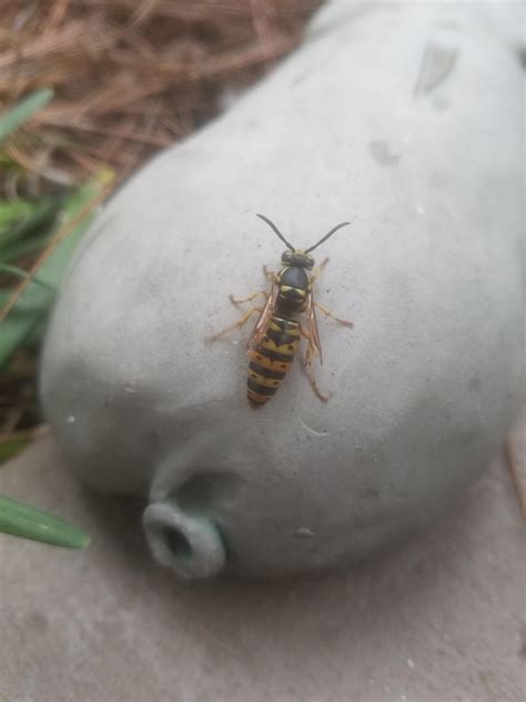 Is this a yellowjacket queen? : r/Beekeeping